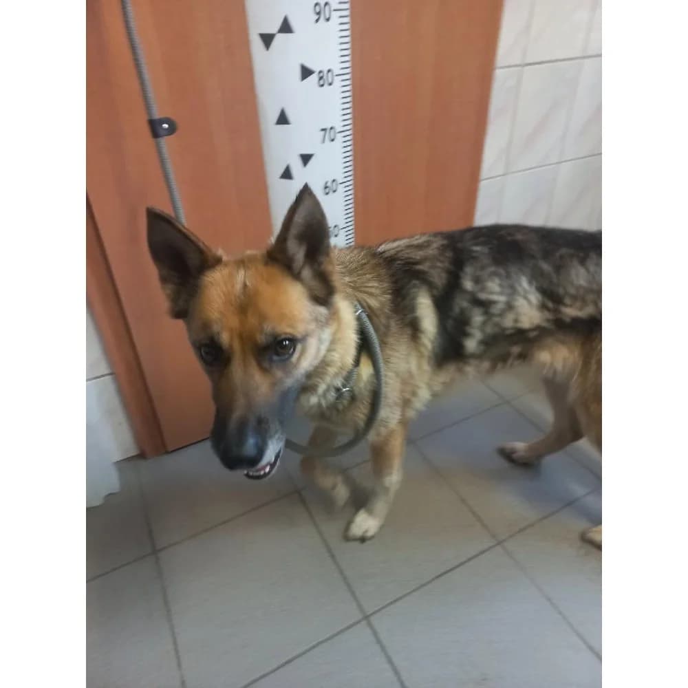 Frida, female senior Mixed Breed for adoption at Schronisko Bialystok, Białystok