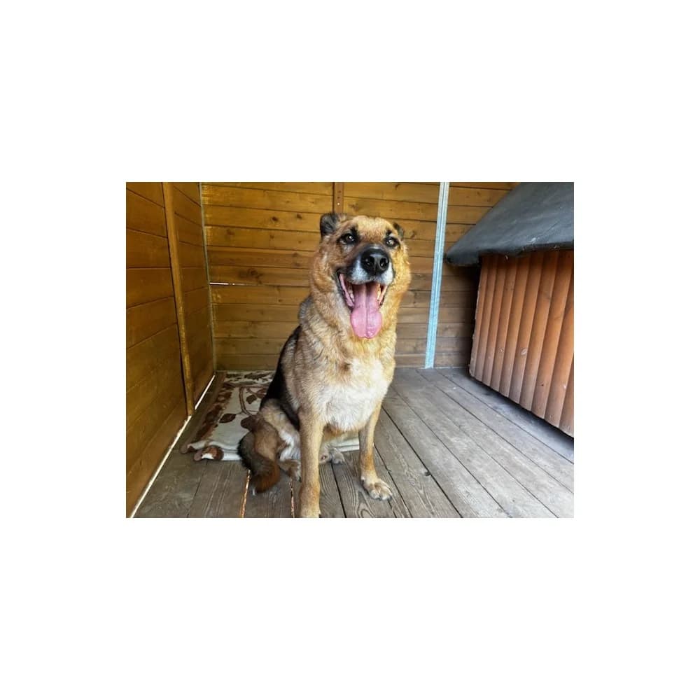 Mipek, male senior Mixed Breed for adoption at Schronisko Bialystok, Białystok