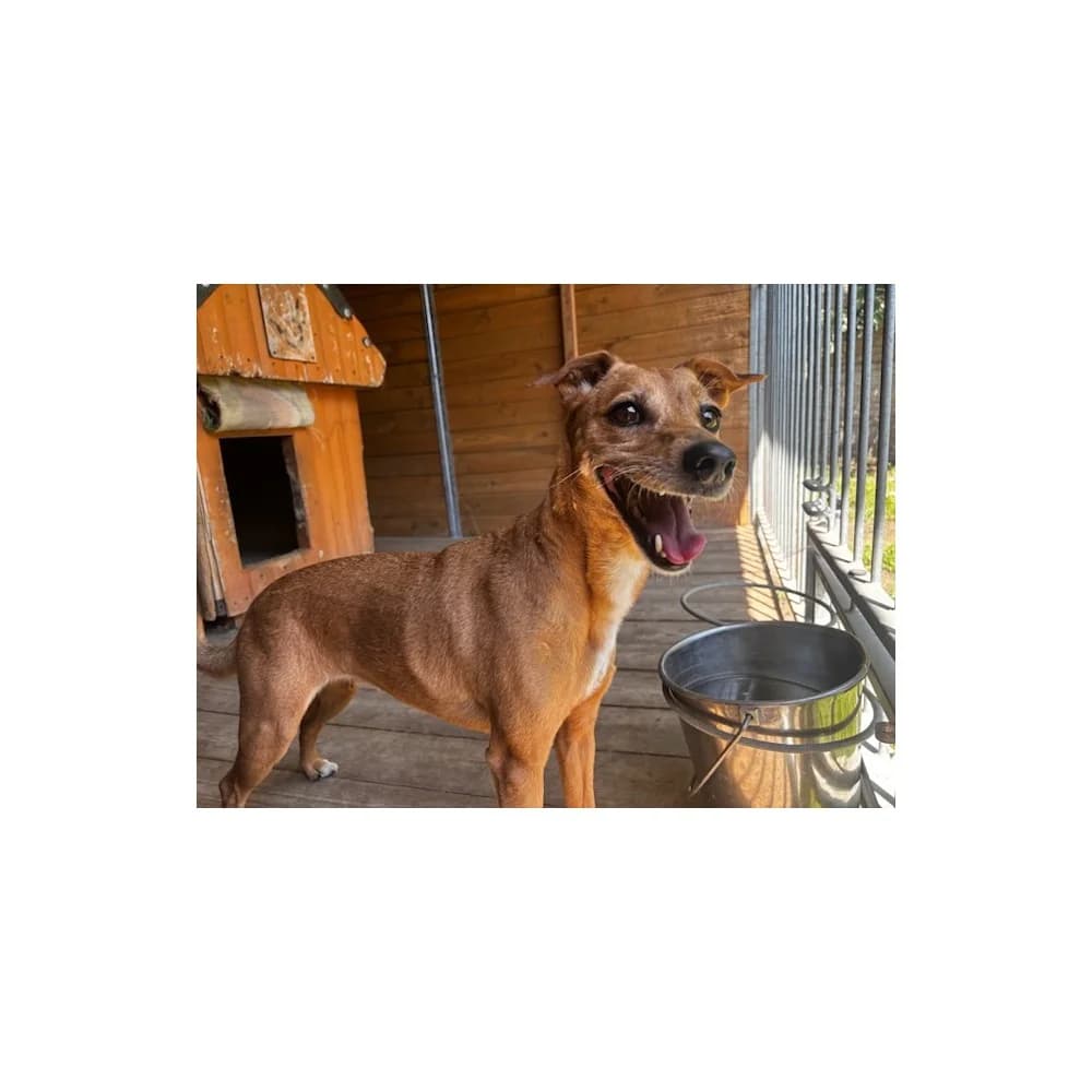 Lifka, female senior Mixed Breed for adoption at Schronisko Bialystok, Białystok