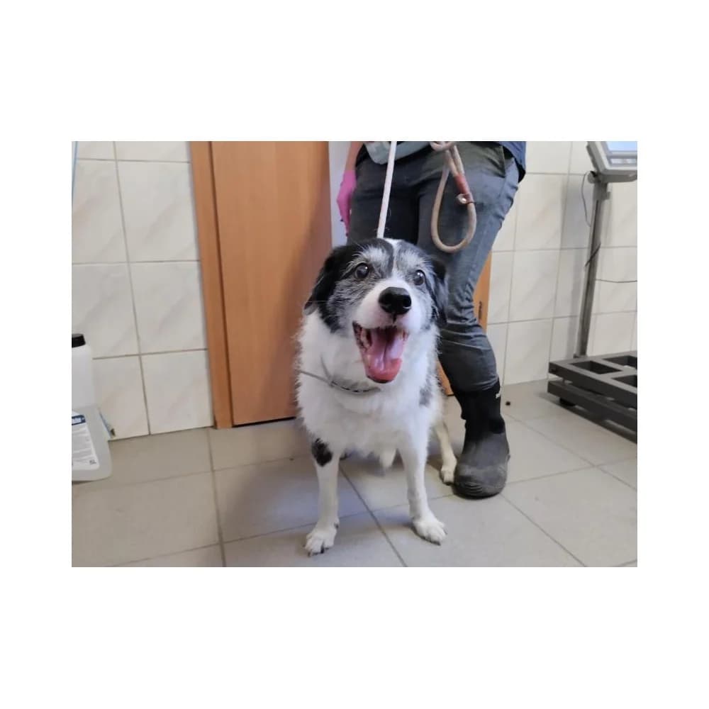 Kropla, female senior Mixed Breed for adoption at Schronisko Bialystok, Białystok