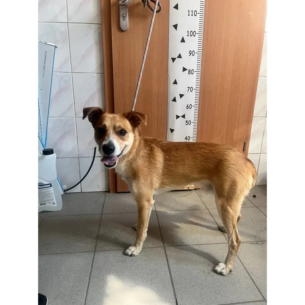 Kłosek, male senior Mixed Breed for adoption at Schronisko Bialystok, Białystok