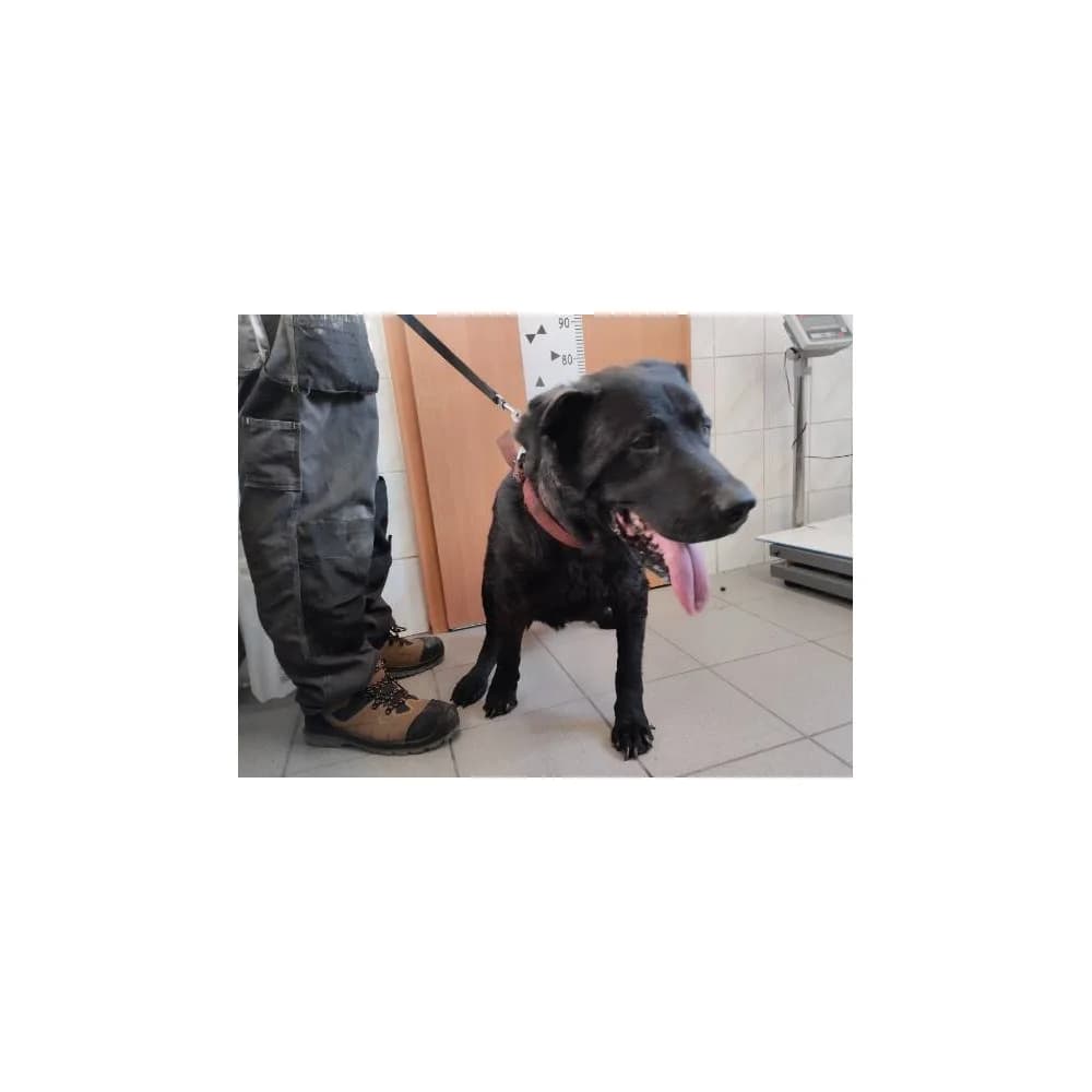 Czarek, male senior Mixed Breed for adoption at Schronisko Bialystok, Białystok