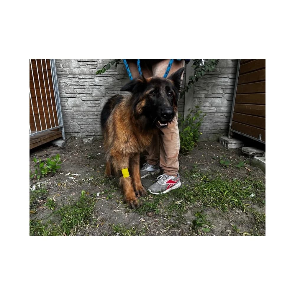 Luna, female senior Mixed Breed for adoption at Schronisko Bialystok, Białystok