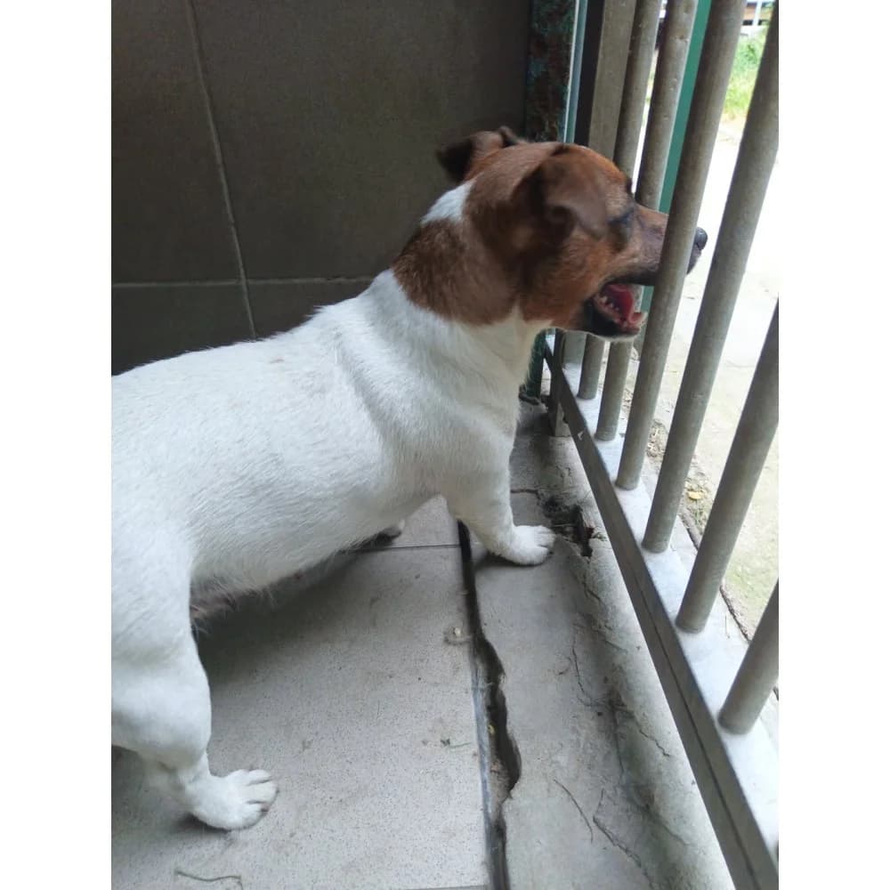 Lejdi, female senior Mixed Breed for adoption at Schronisko Bialystok, Białystok