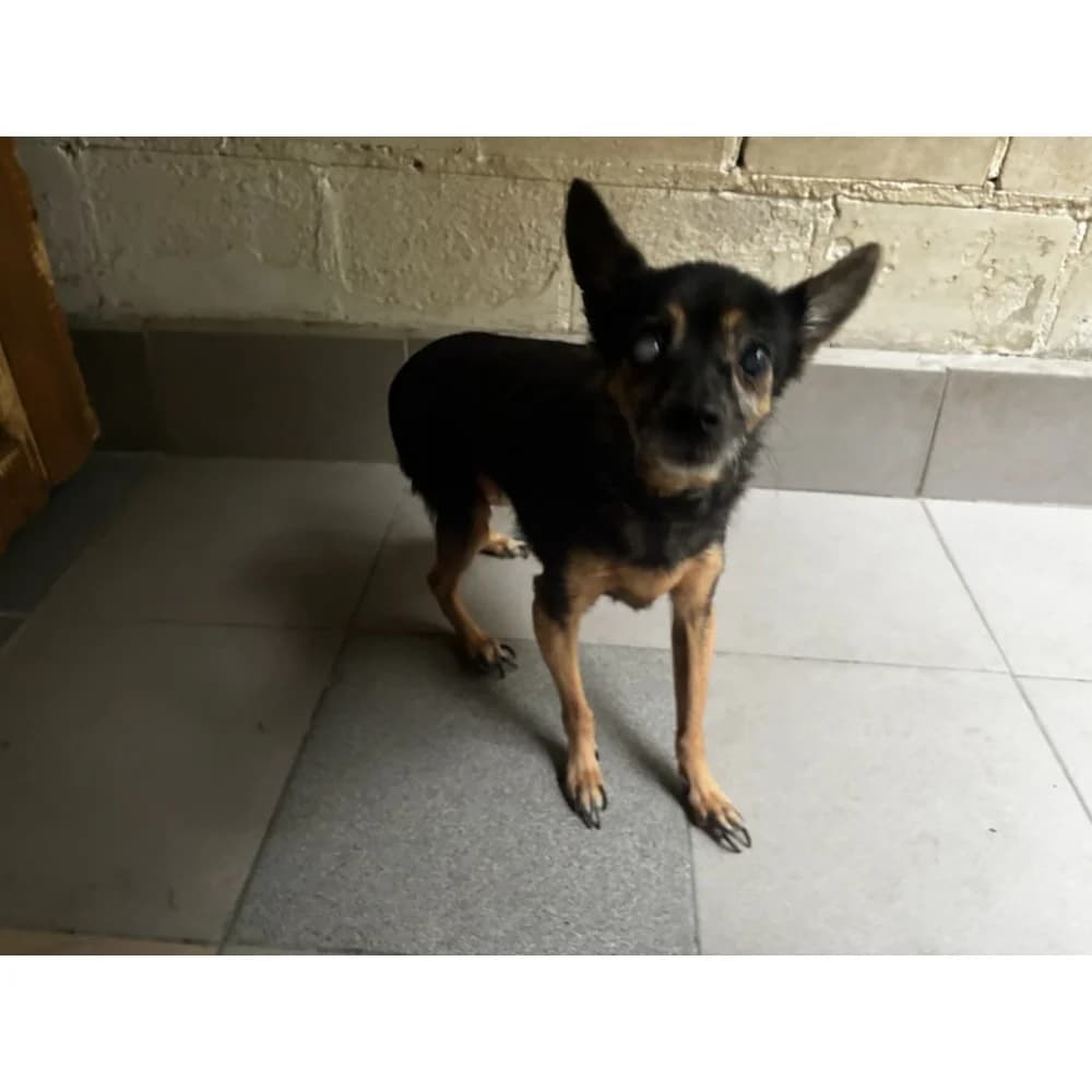 Meggy, female senior Mixed Breed for adoption at Schronisko Bialystok, Białystok