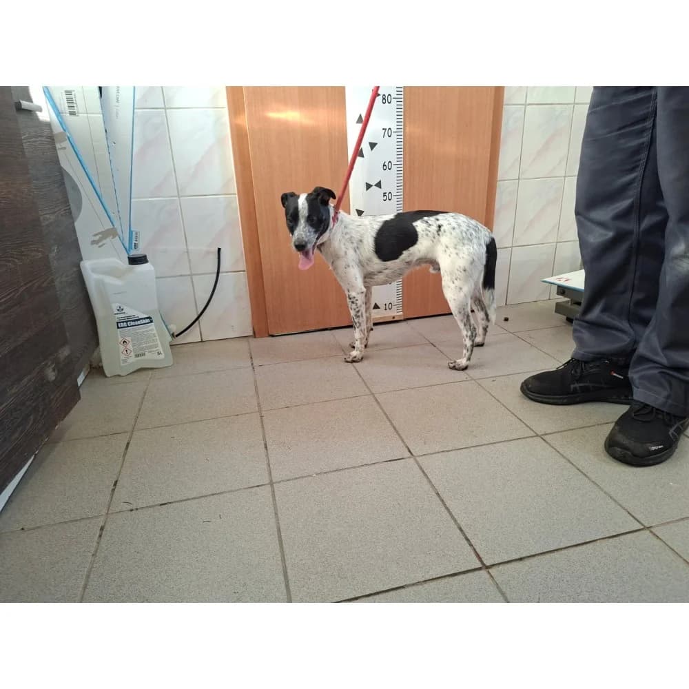 Korner, male senior Mixed Breed for adoption at Schronisko Bialystok, Białystok