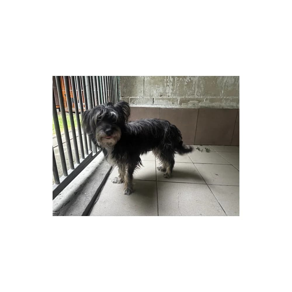 Wira, female senior Mixed Breed for adoption at Schronisko Bialystok, Białystok