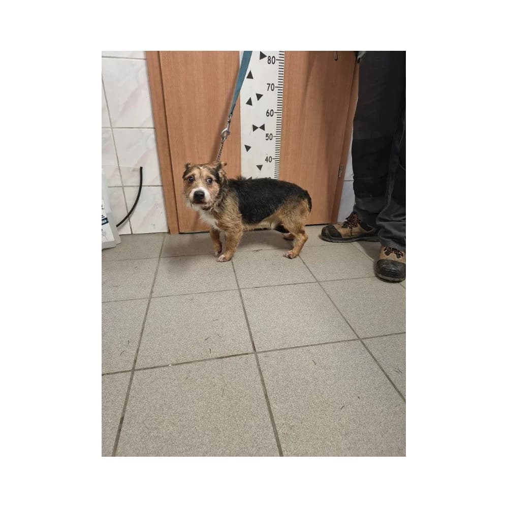 Pixel, male senior Mixed Breed for adoption at Schronisko Bialystok, Białystok