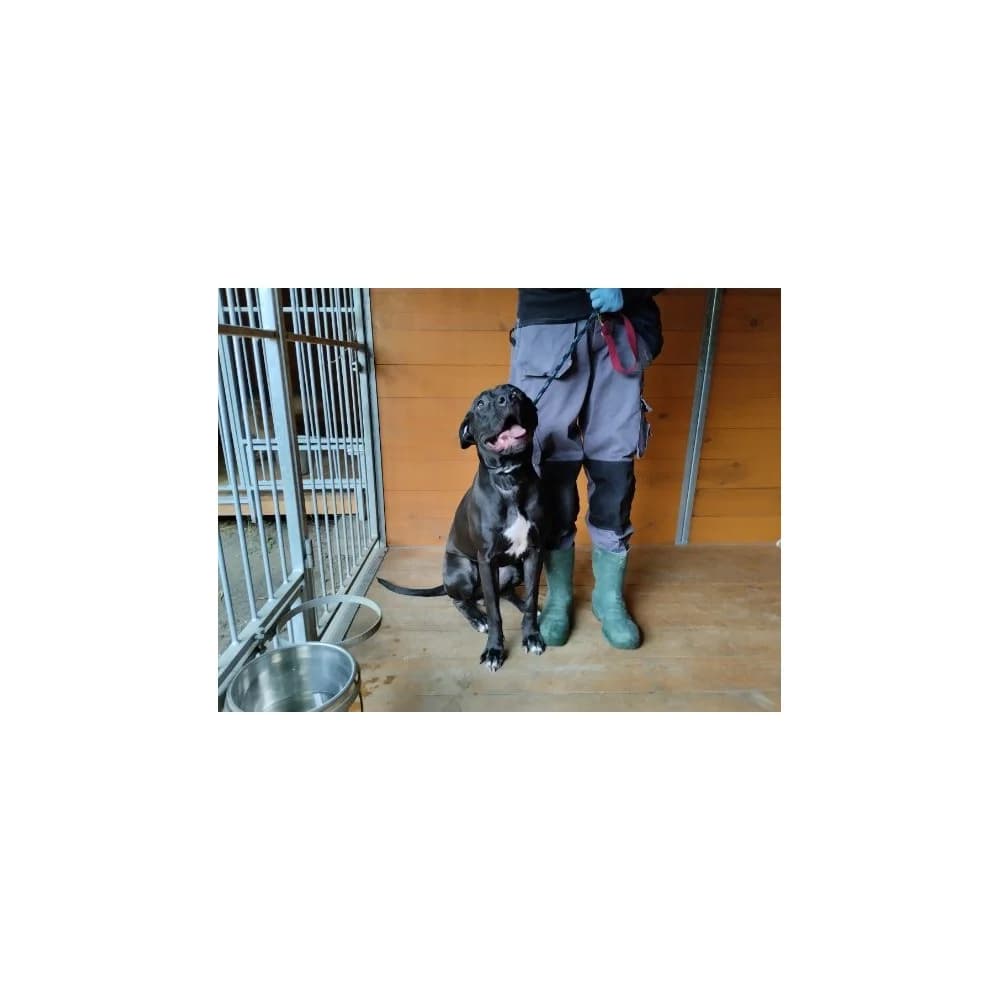 Freja, female senior Mixed Breed for adoption at Schronisko Bialystok, Białystok