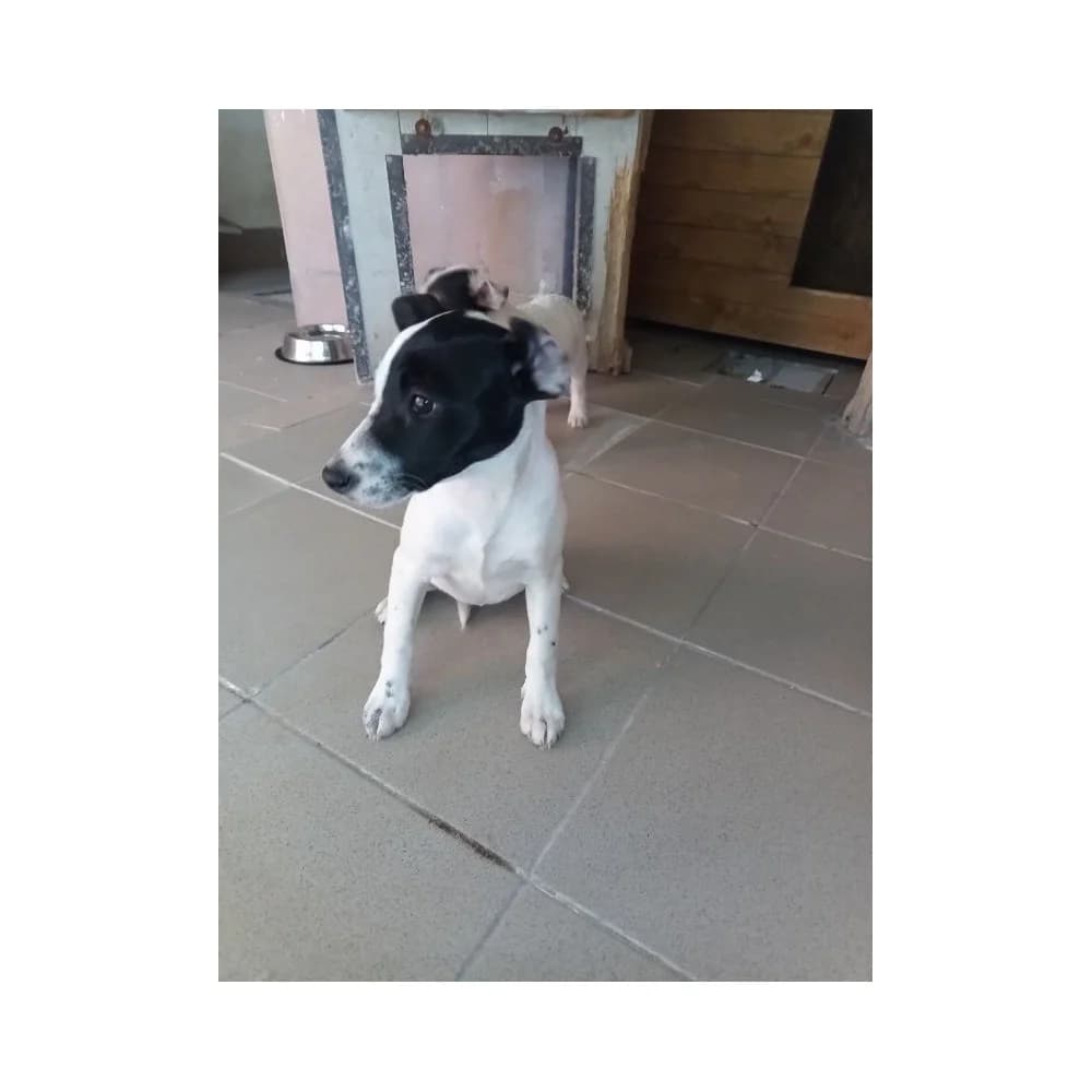 Wena, female puppy Mixed Breed for adoption at Schronisko Bialystok, Białystok