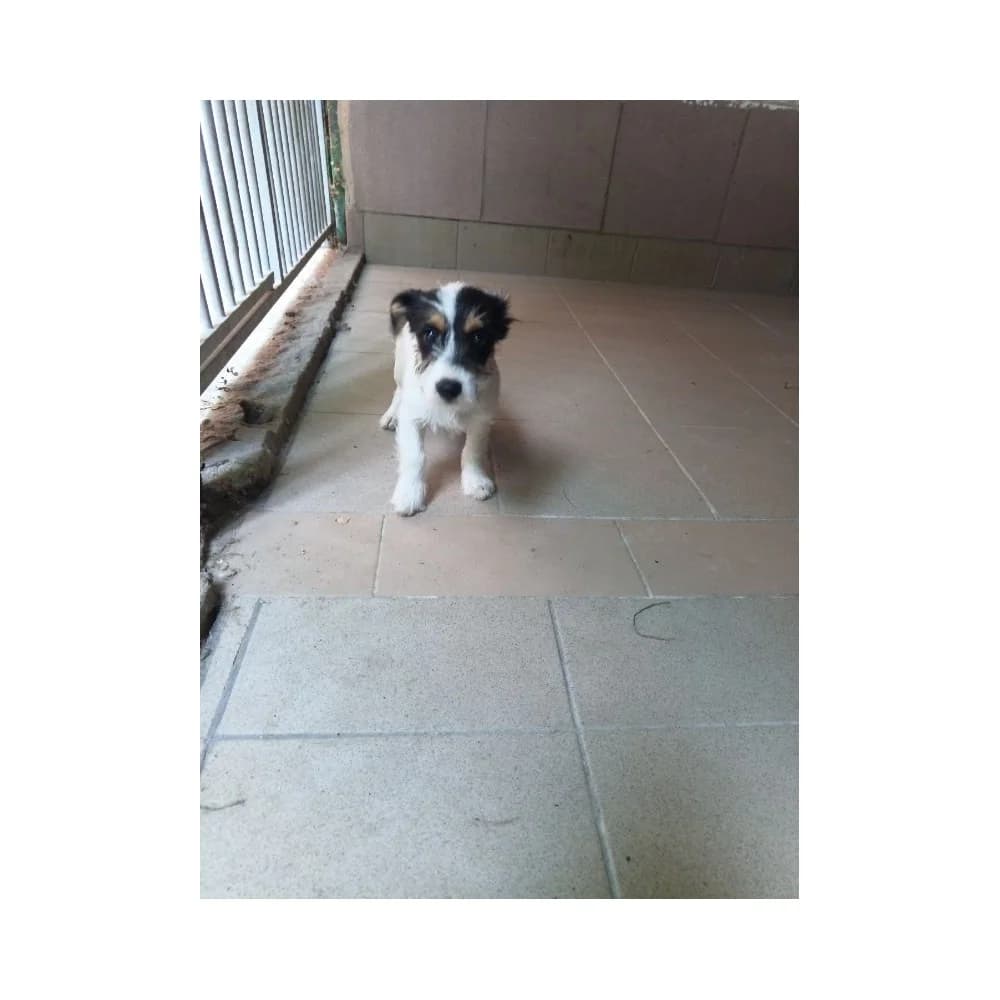 Winta, Mixed Breed (Schronisko Bialystok)