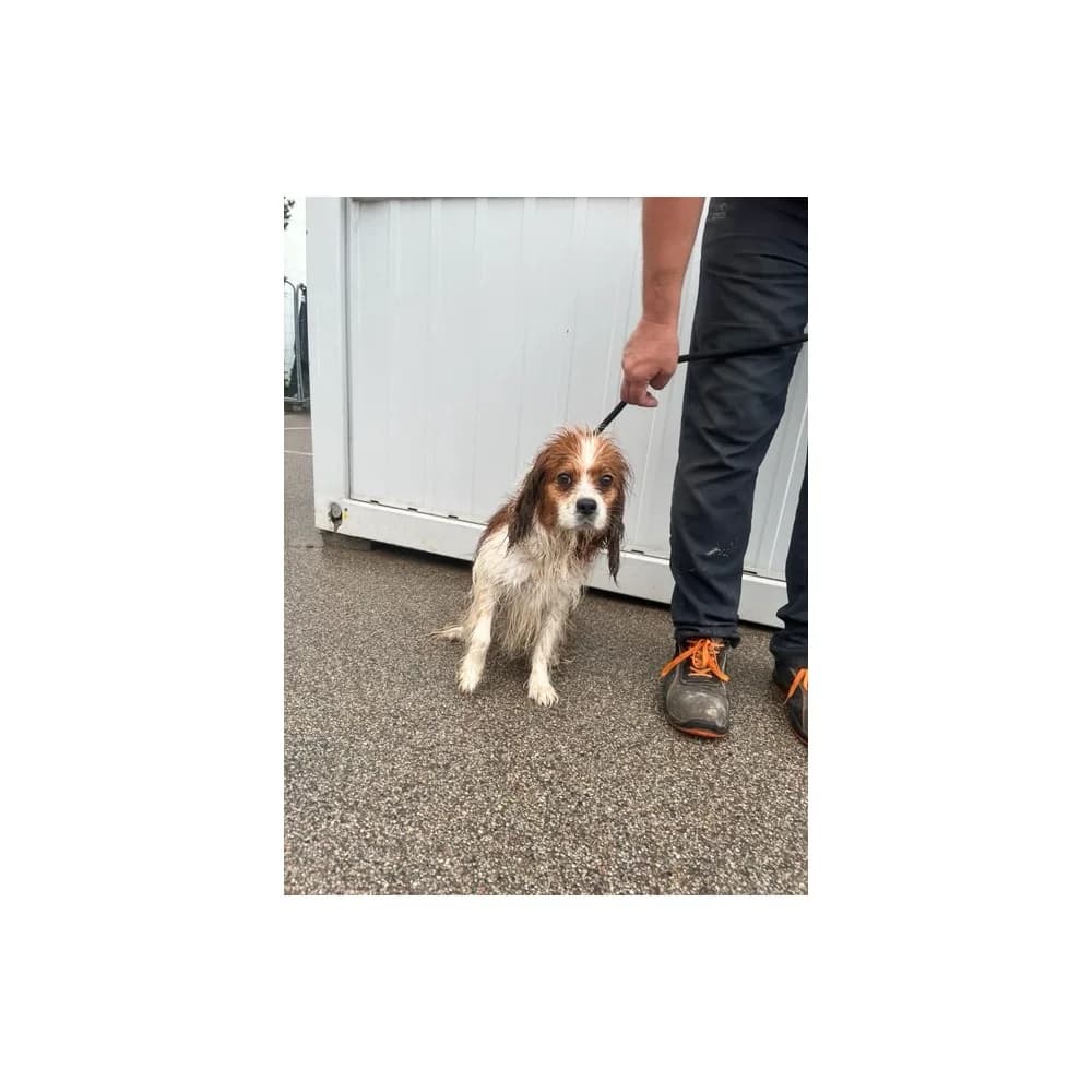 Skowron, Mixed Breed (Schronisko Bialystok)