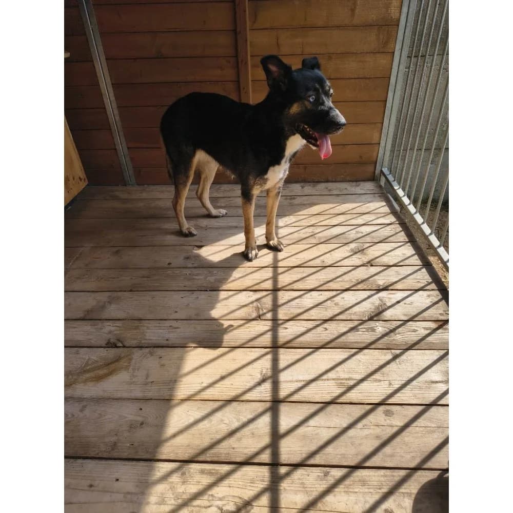 Gwen, Mixed Breed (Schronisko Bialystok)