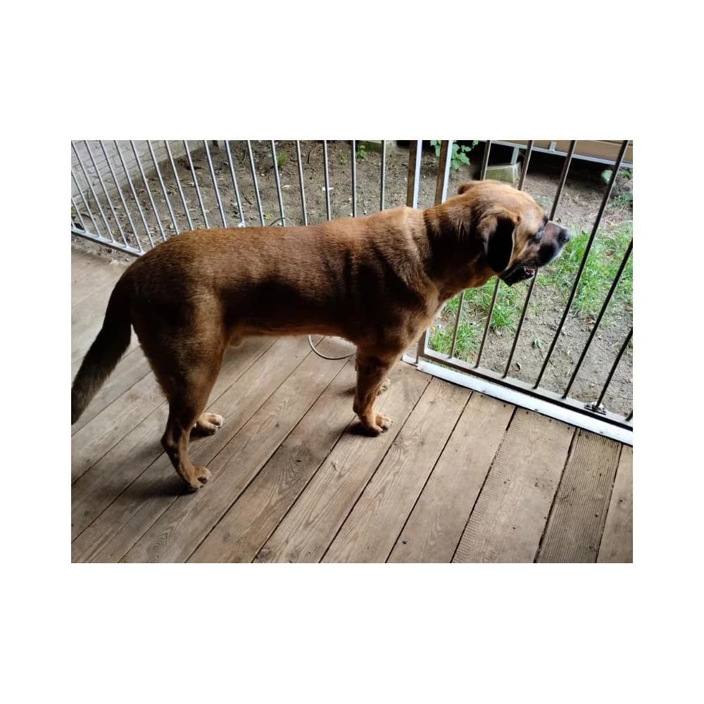 Zakręt, male senior Mixed Breed for adoption at Schronisko Bialystok, Białystok