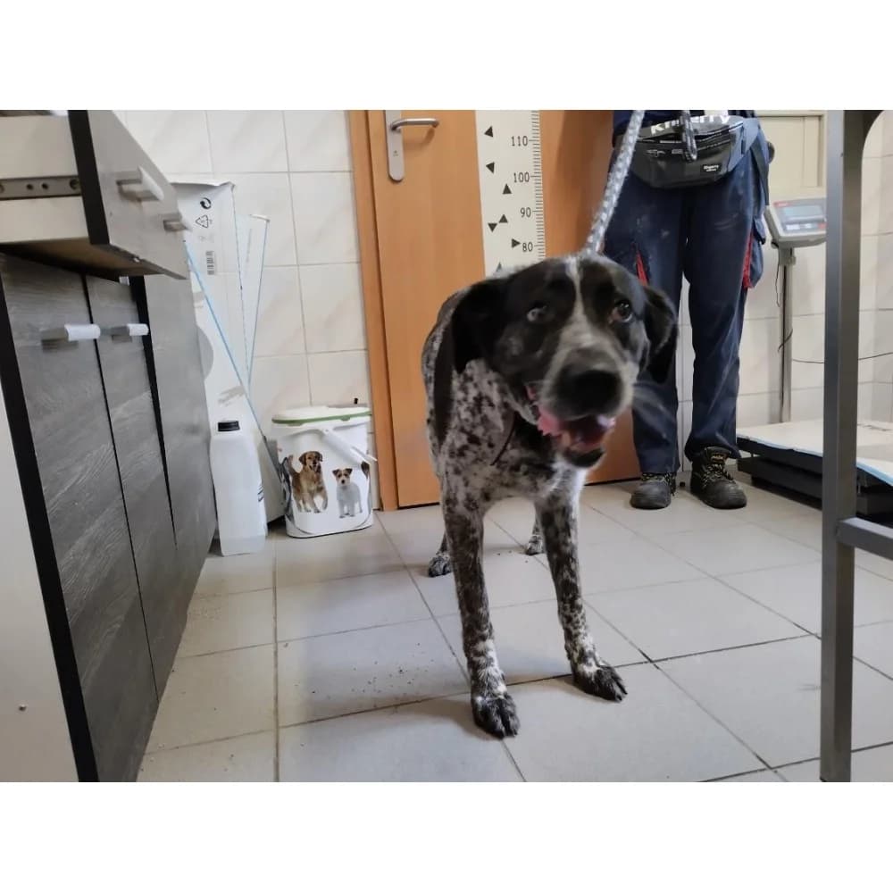 Jama, female senior Mixed Breed for adoption at Schronisko Bialystok, Białystok