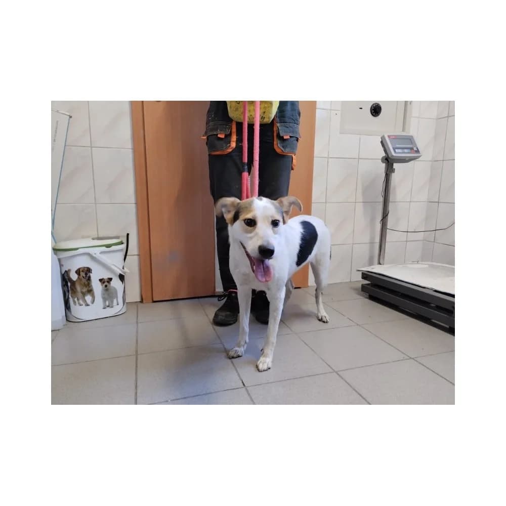 Aria, female senior Mixed Breed for adoption at Schronisko Bialystok, Białystok