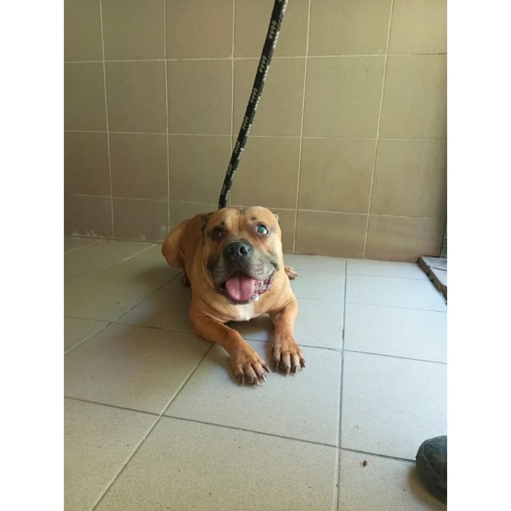 Stan, male senior Mixed Breed for adoption at Schronisko Bialystok, Białystok