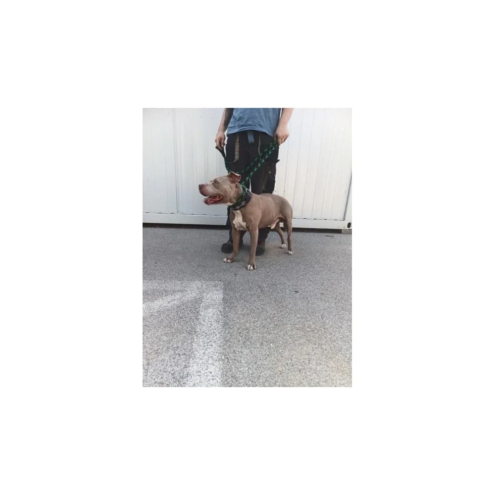 Royal 2, male senior Mixed Breed for adoption at Schronisko Bialystok, Białystok