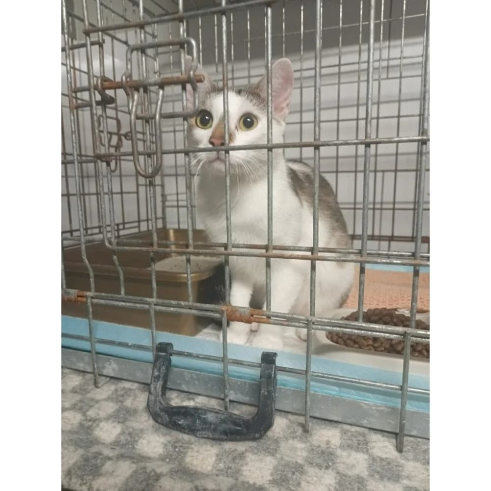 Robert, male senior Mixed Breed for adoption at Schronisko Bialystok, Białystok