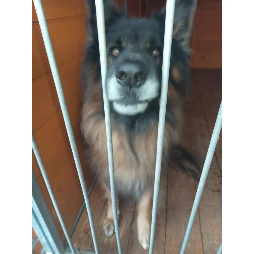 Reniek, male senior Mixed Breed for adoption at Schronisko Bialystok, Białystok