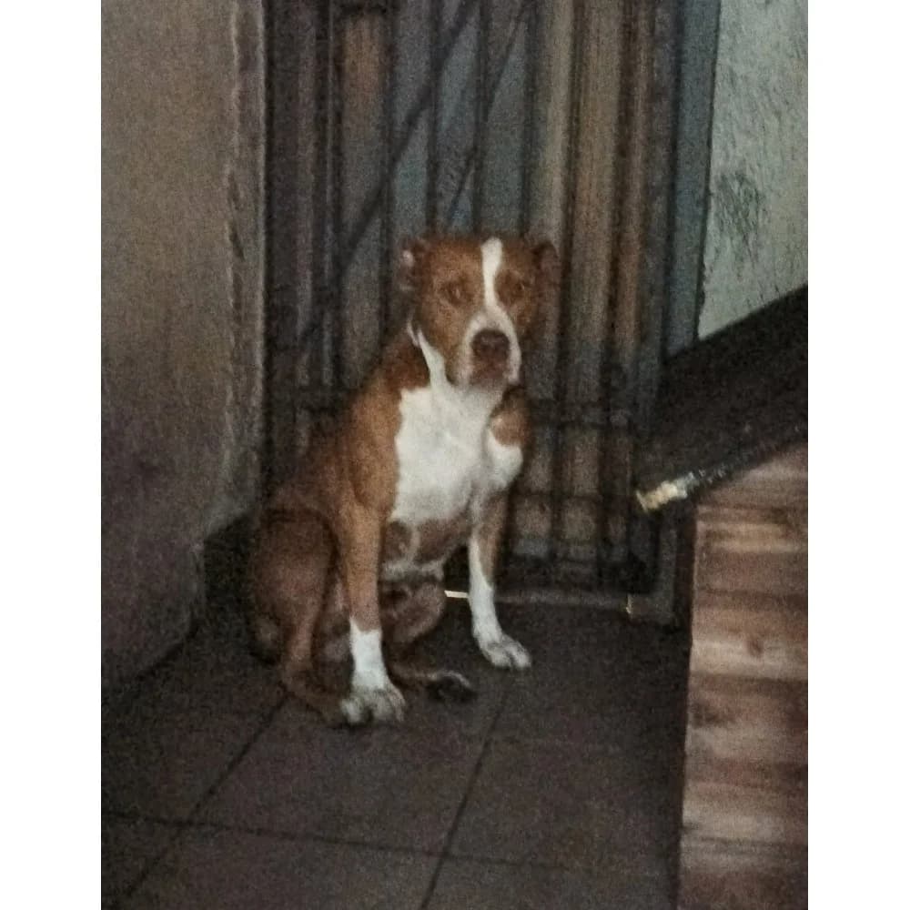 Arena, female senior Mixed Breed for adoption at Schronisko Bialystok, Białystok