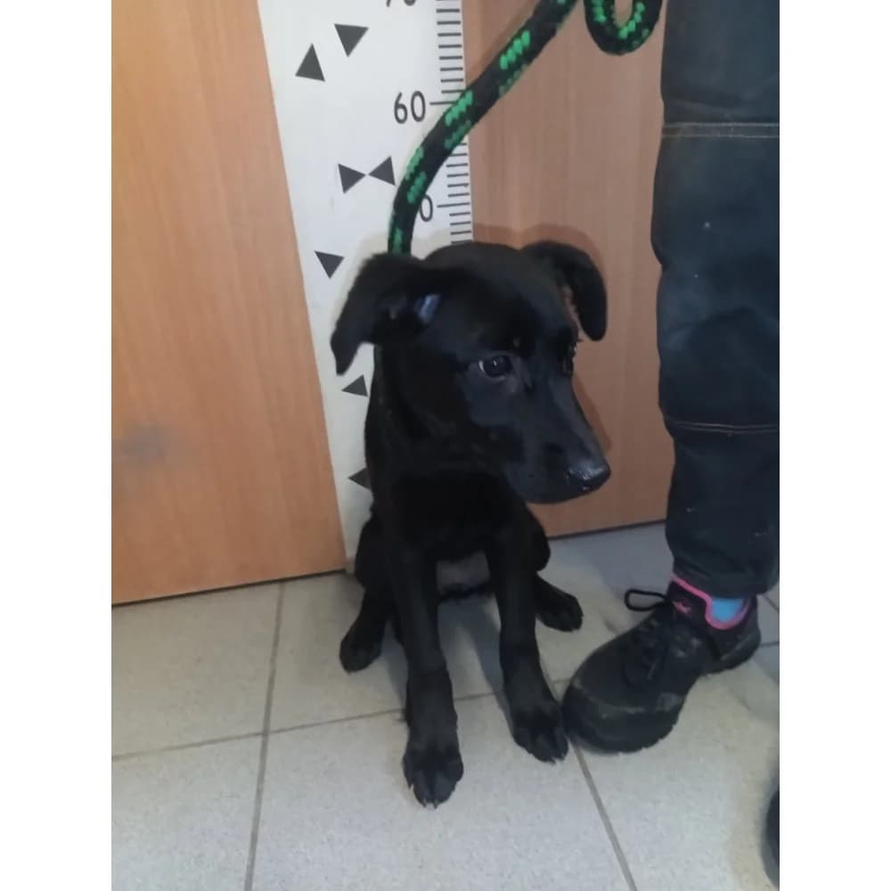 Zalia, female puppy Mixed Breed for adoption at Schronisko Bialystok, Białystok