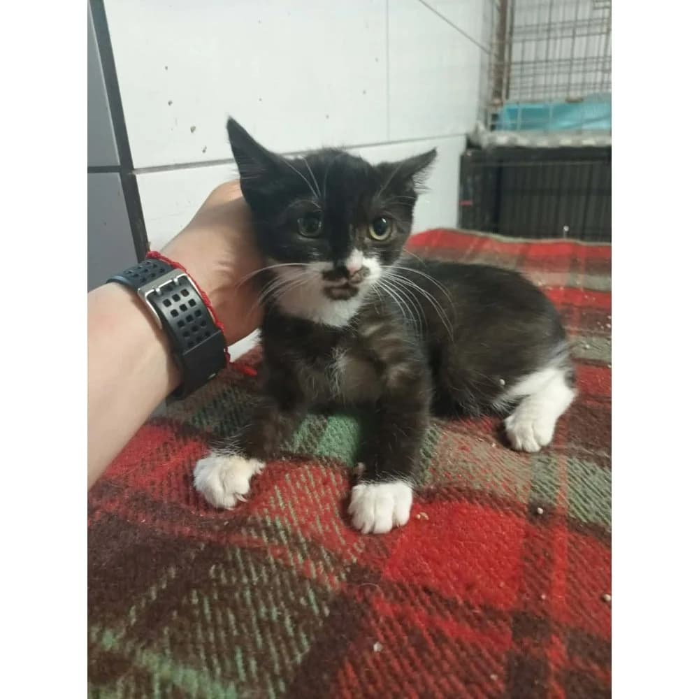Werson, Mixed Breed (Schronisko Bialystok)