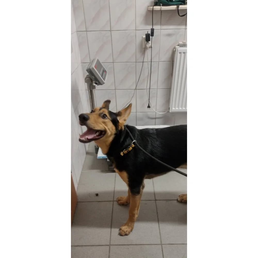 Azor, male senior Mixed Breed for adoption at Schronisko Bialystok, Białystok