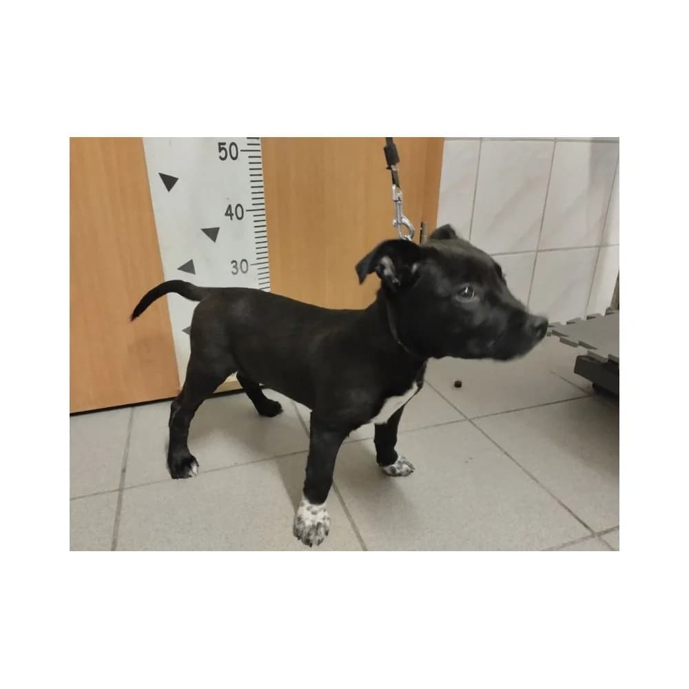 Arman, male puppy Mixed Breed for adoption at Schronisko Bialystok, Białystok