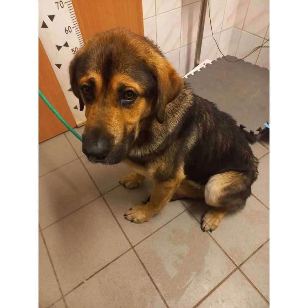 Jubilat, Mixed Breed (Schronisko Bialystok)