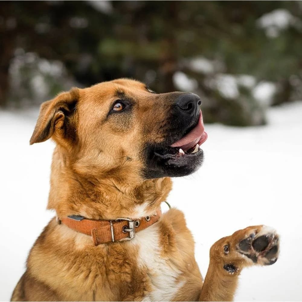 Woody,  4yo Mixed Breed for adoption at Saving Saints Rescue UK (Big Paws Welfare)