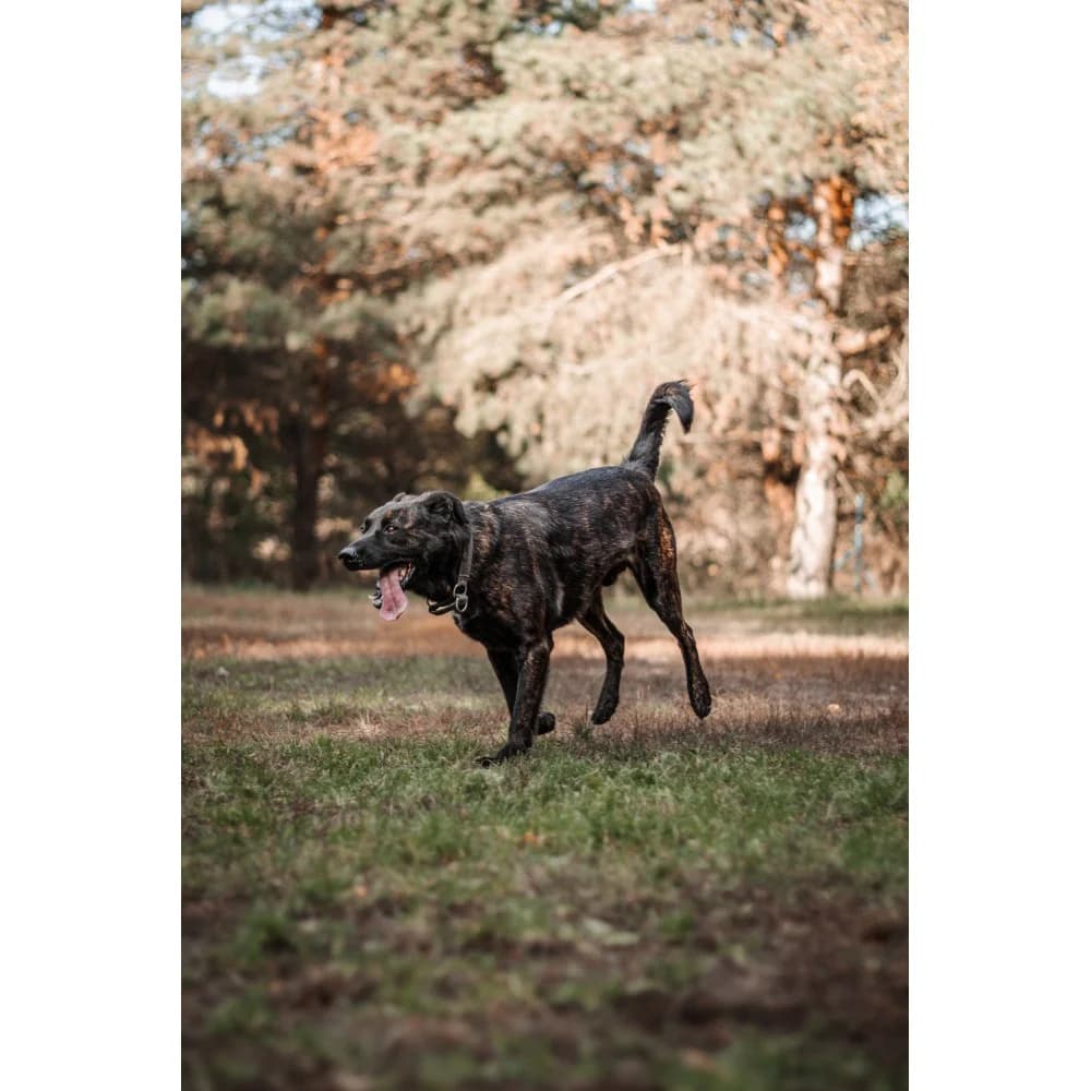 Agat, male senior Mixed Breed for adoption at Schronisko Bialystok, Białystok