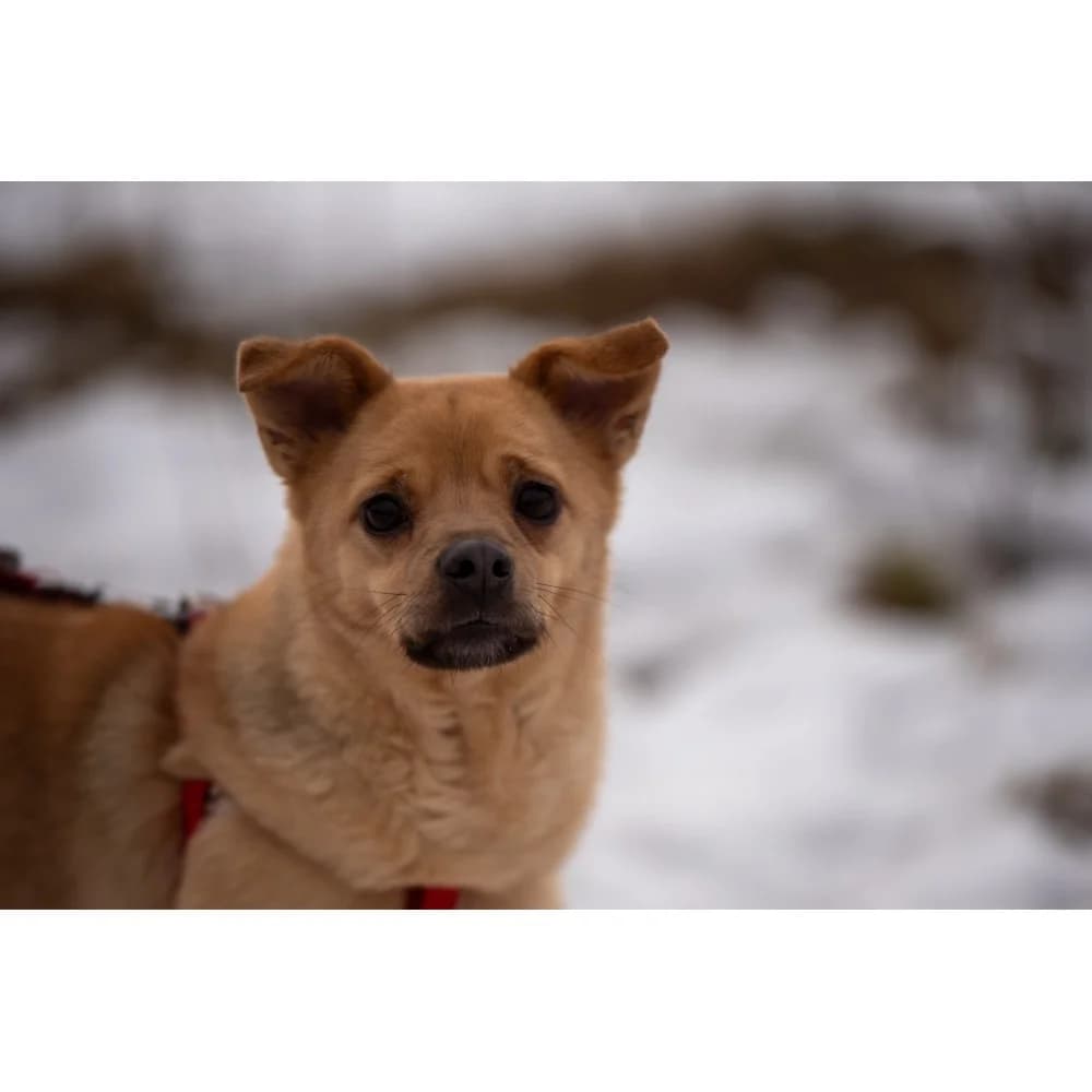 Oren, male senior Mixed Breed for adoption at Schronisko Bialystok, Białystok