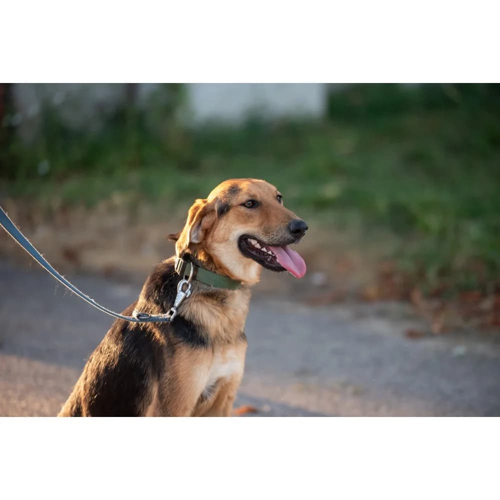 Dinky, male senior Mixed Breed for adoption at Schronisko Bialystok, Białystok