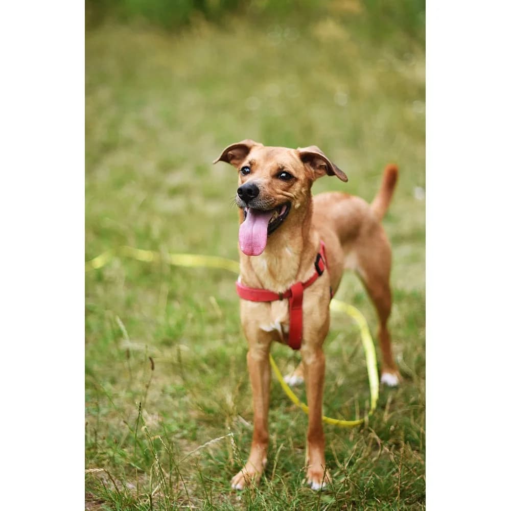 Bazika, female senior Mixed Breed for adoption at Schronisko Bialystok, Białystok