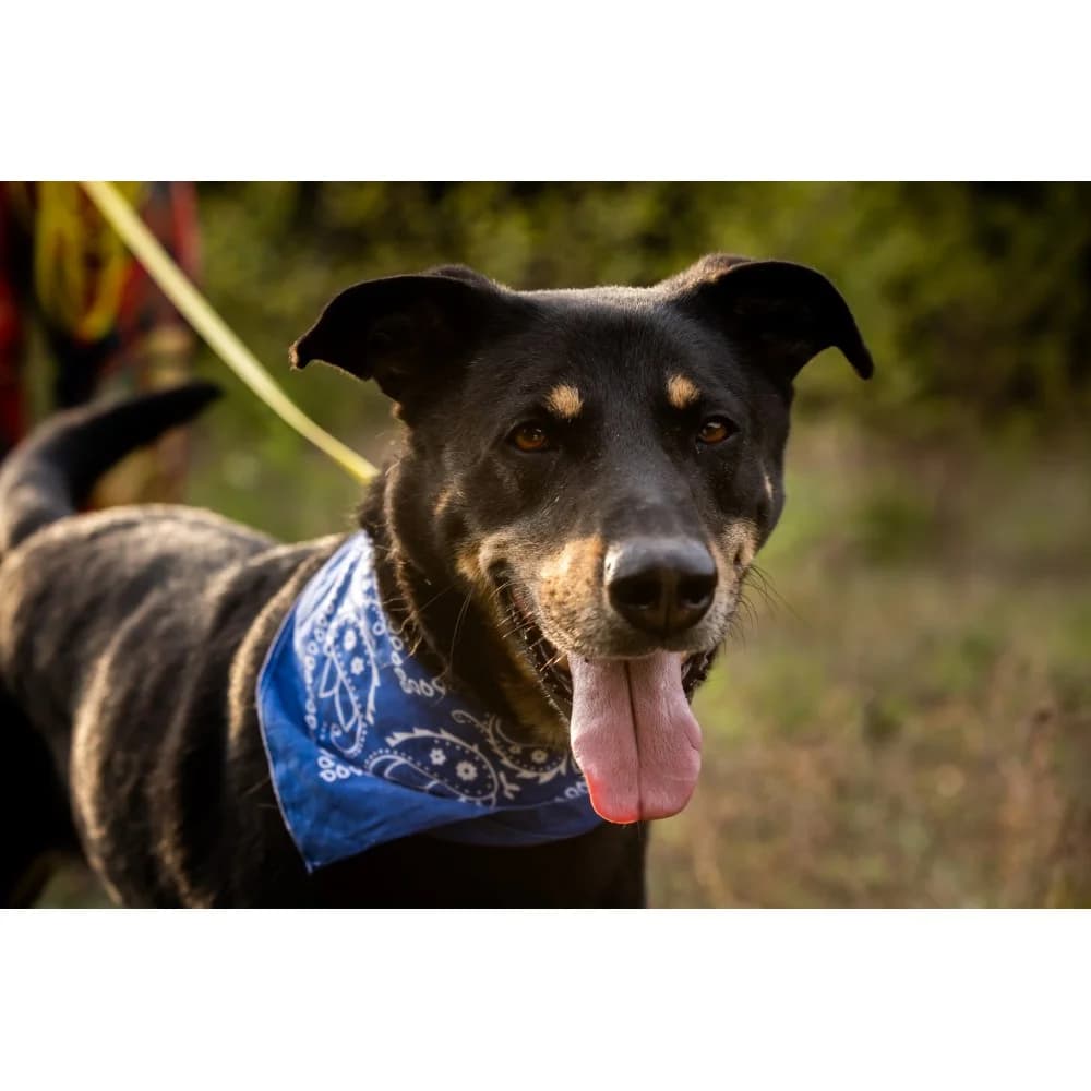 Faktor, male senior Mixed Breed for adoption at Schronisko Bialystok, Białystok