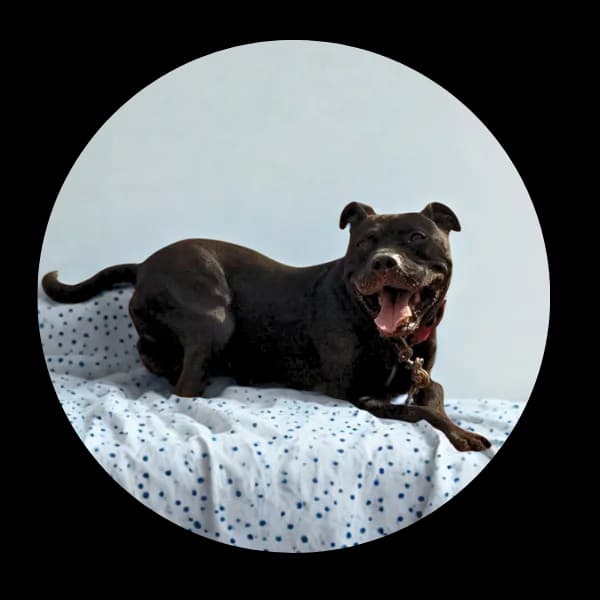 Agent, male 4yo Mixed Breed for adoption at Schronisko Chorzow, Chorzów