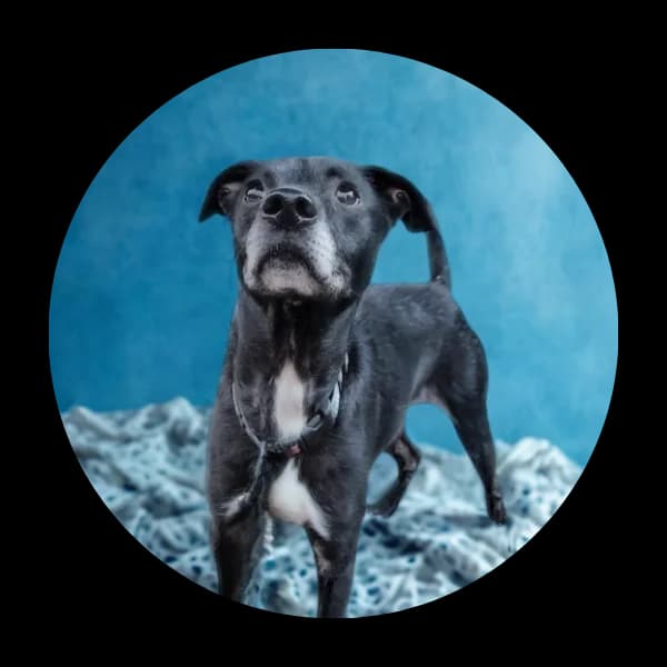 Iwo, male senior Mixed Breed for adoption at Schronisko Chorzow, Chorzów