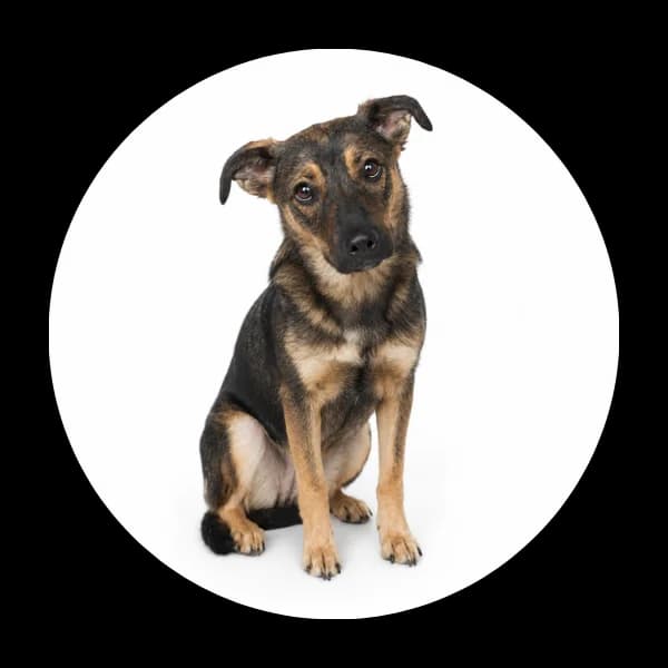 Amanda, female young Mixed Breed for adoption at Schronisko Chorzow, Chorzów