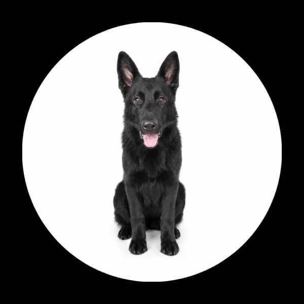 Amis, male young Mixed Breed for adoption at Schronisko Chorzow, Chorzów