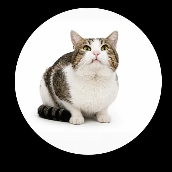 Anyż, male senior Mixed Breed for adoption at Schronisko Chorzow, Chorzów