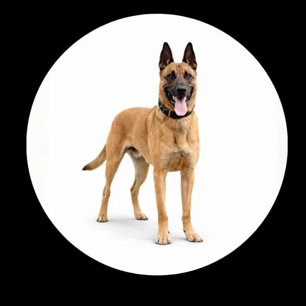 Ares, male 5yo Mixed Breed for adoption at Schronisko Chorzow, Chorzów