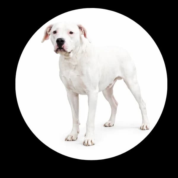 Ator, male young Mixed Breed for adoption at Schronisko Chorzow, Chorzów