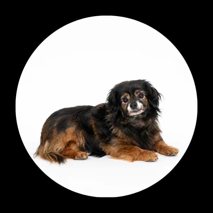 Aza, female senior Mixed Breed for adoption at Schronisko Chorzow, Chorzów