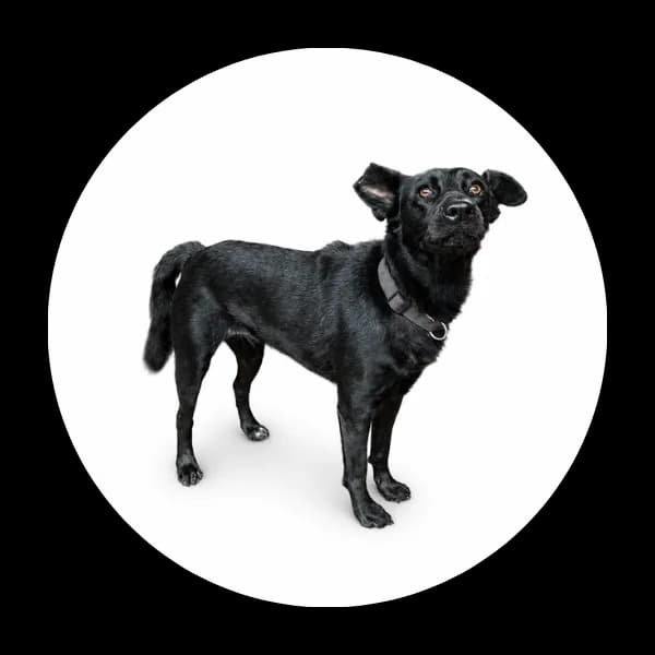 Bibi, female 4yo Mixed Breed for adoption at Schronisko Chorzow, Chorzów