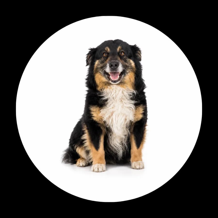 Bingo, male 6yo Mixed Breed for adoption at Schronisko Chorzow, Chorzów