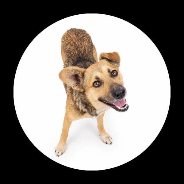 Bueno, male young Mixed Breed for adoption at Schronisko Chorzow, Chorzów