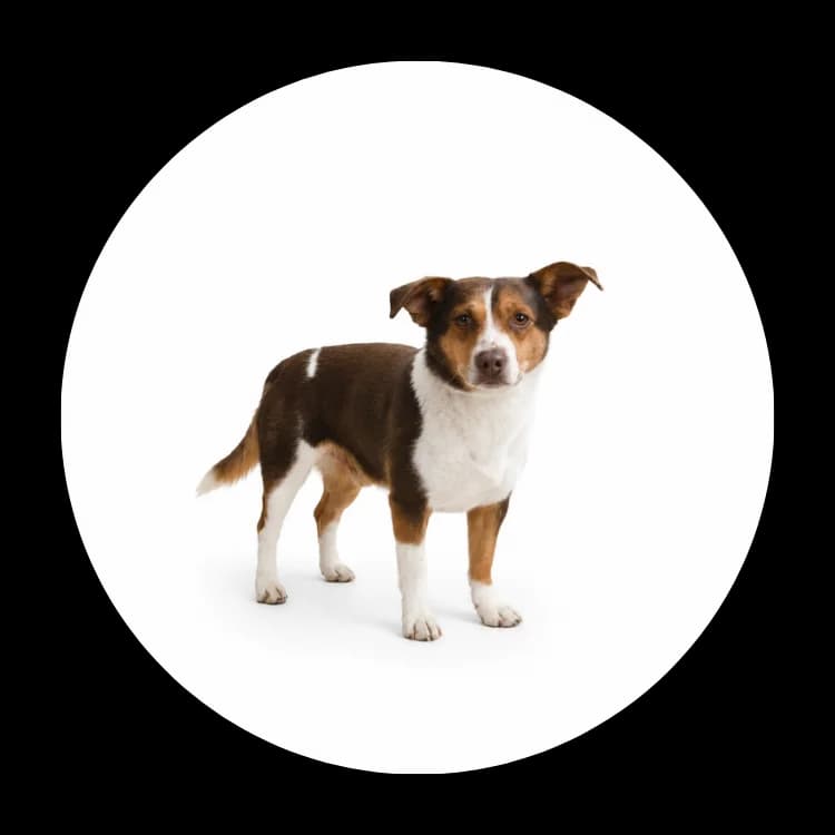 Bumbum, male 4yo Mixed Breed for adoption at Schronisko Chorzow, Chorzów