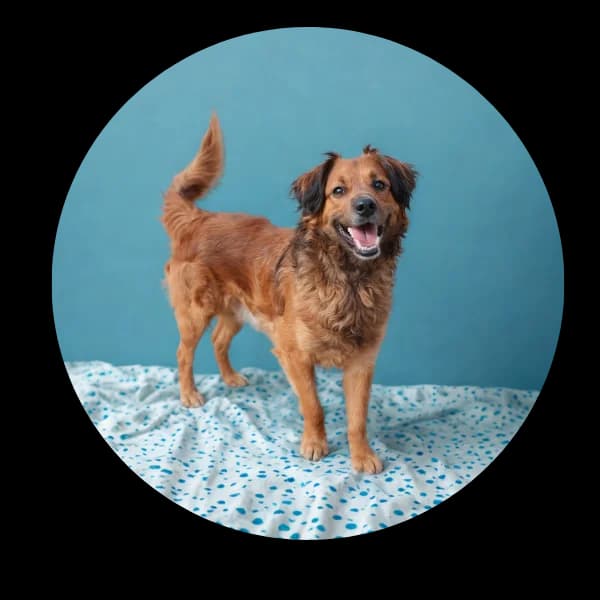 Bzik, male 3yo Mixed Breed for adoption at Schronisko Chorzow, Chorzów