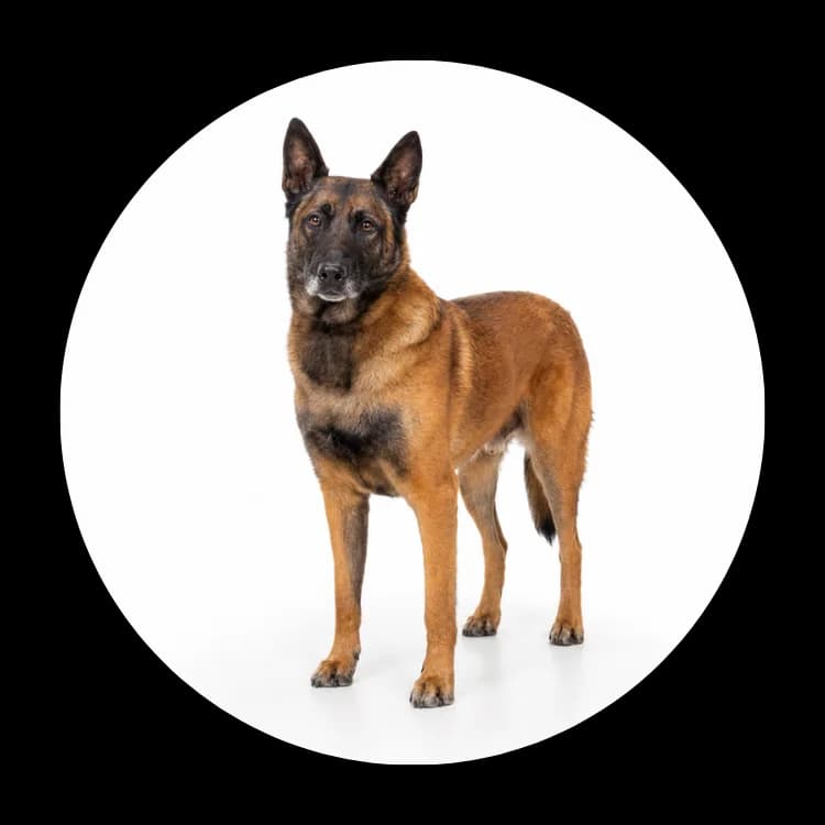 Caro, Mixed Breed (Schronisko Chorzow)